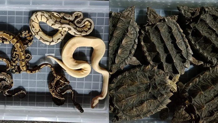 Mumbai airport has become a hub for smuggling of exotic animals