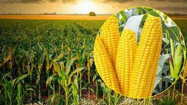 America so anxious to sell maize to India