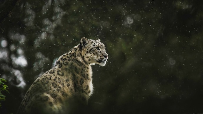 Snow leopard numbers in Himachal Pradesh