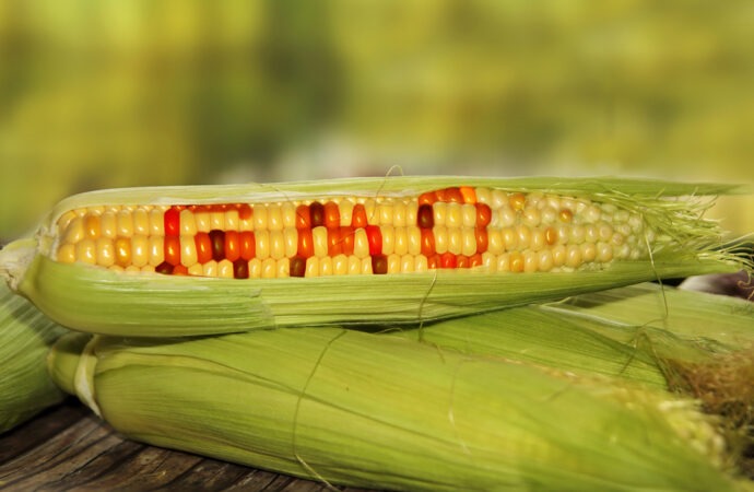 Ban on sale and import of GM food across the country