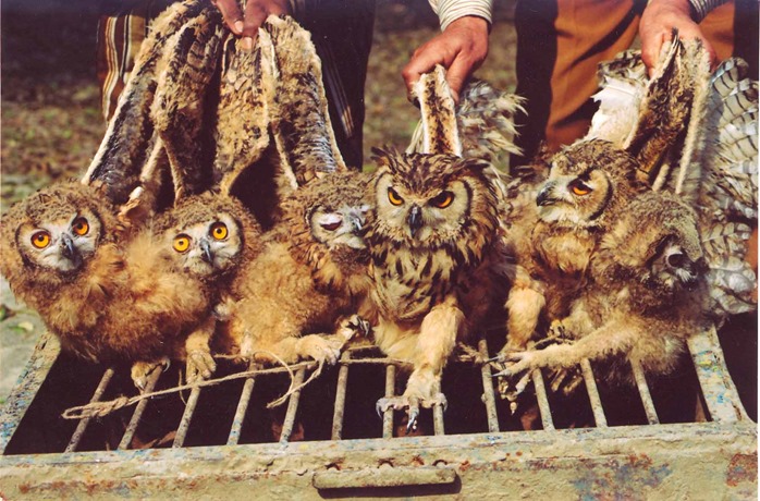 Owl hunting takes place on Diwali due to superstition
