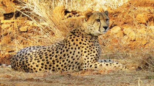 cheetah cub dies in Kuno