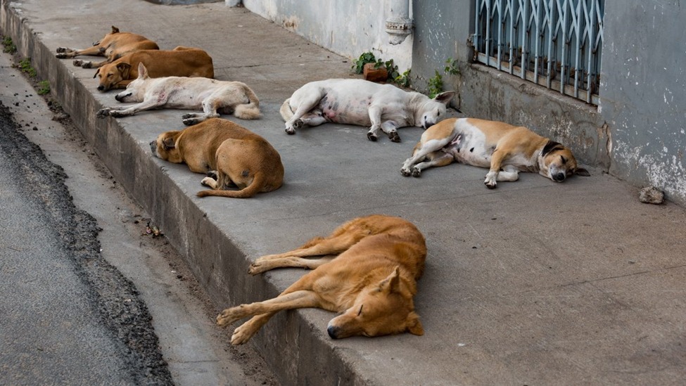 Stray dogs vs. human safety