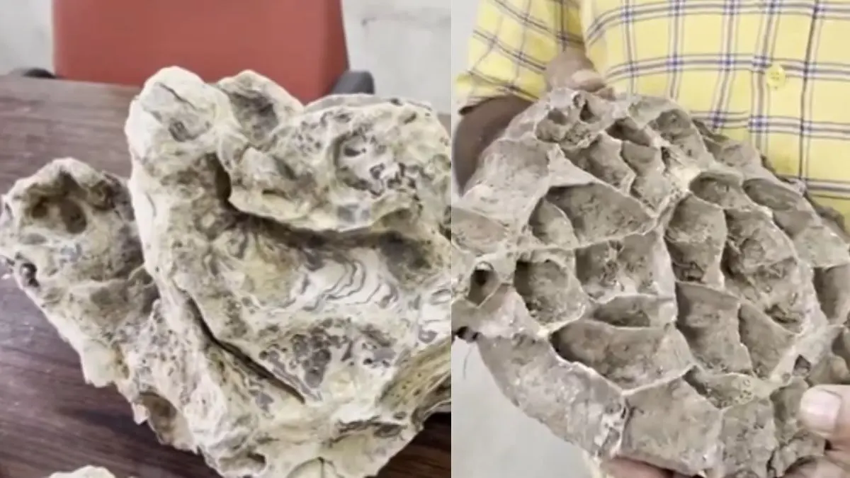 fossil